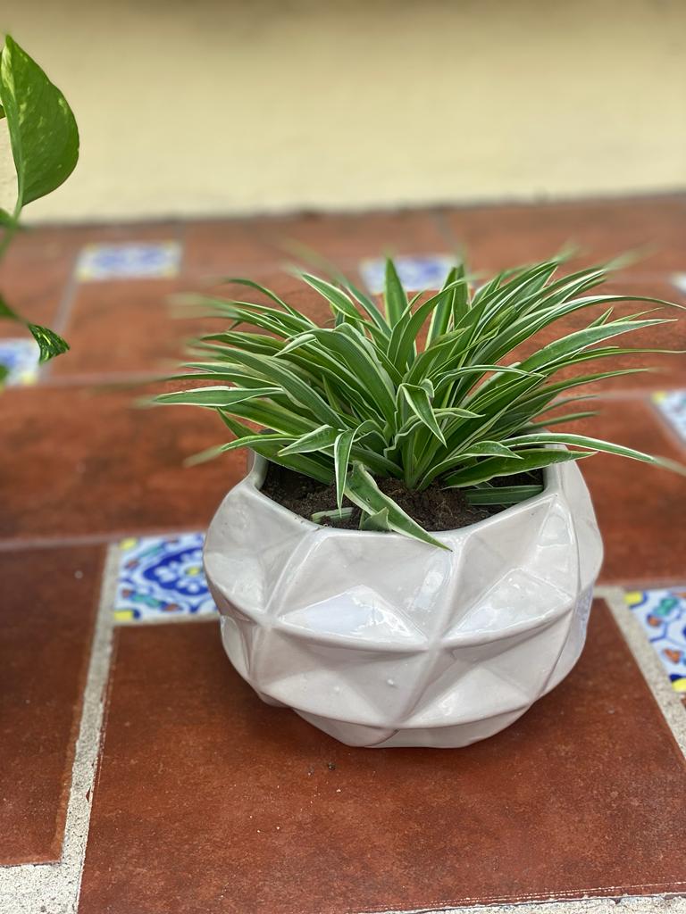 Ribbon Pot
